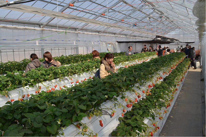 越谷いちごタウンの画像